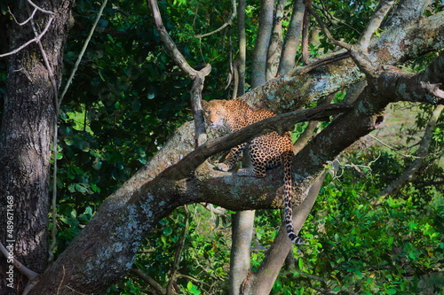 Wild leopard sitting on tree