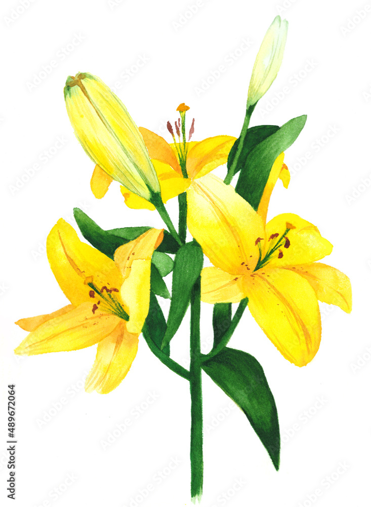 Obraz premium Yellow Lily isolated on white Background