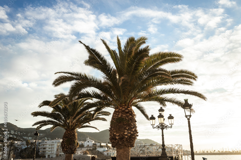 Obraz premium Palm tree in Sitges, Spain during dawn.