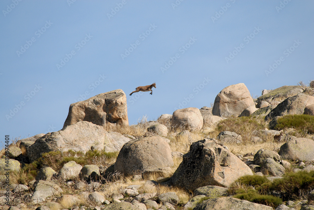 Cabras monteses en la sierra de Gredos en Avila. España Cabras monteses en la sierra de Gredos en Avila. España
