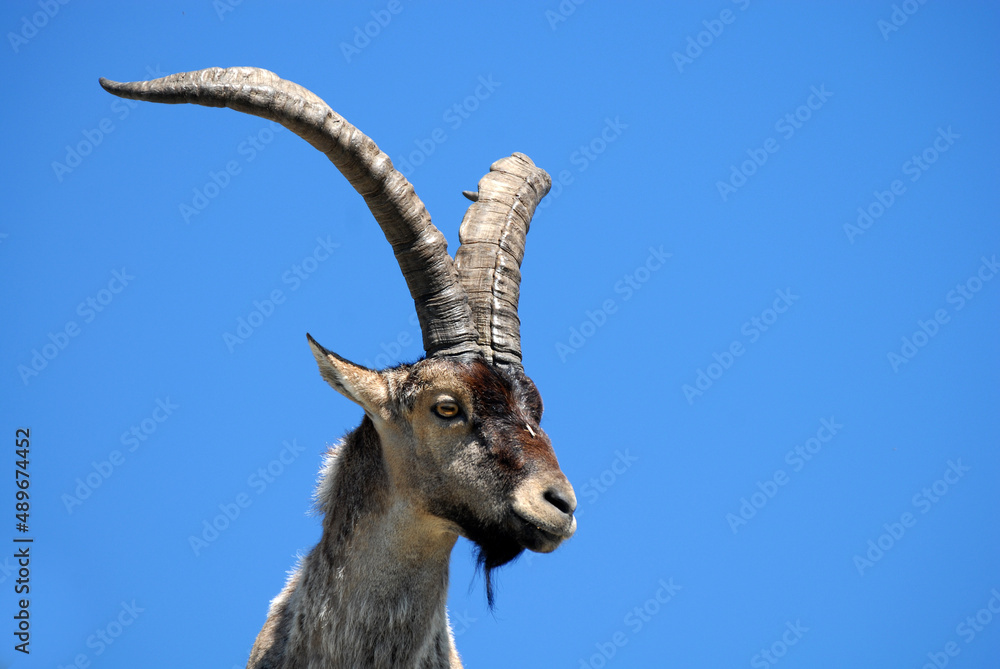 Cabras monteses en la sierra de Gredos en Avila. España