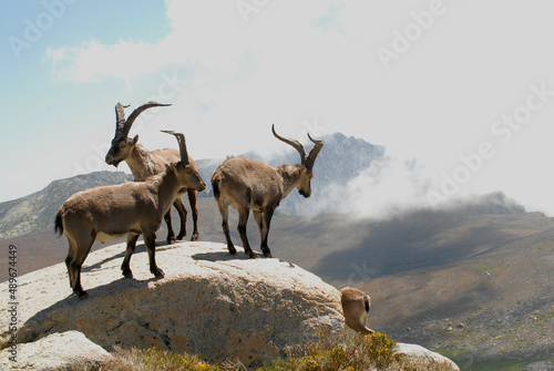 Cabras monteses en la sierra de Gredos en Avila. España © Juan Pablo Fuentes S