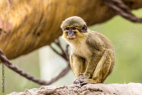 Macaco (Bioparc, Valencia) photo