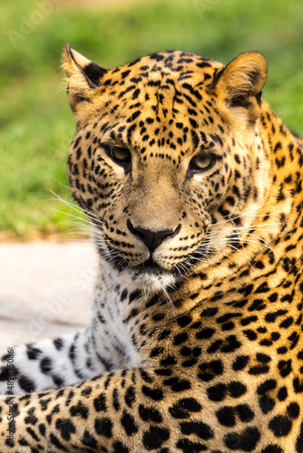 Leopardo1 (Bioparc, Valencia) Stock Photo | Adobe Stock