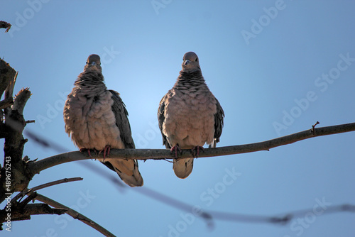 Brown pigeons