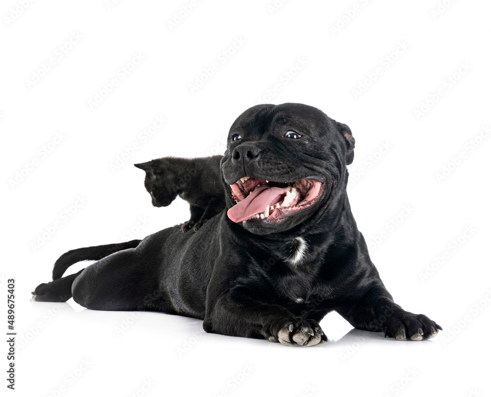 staffordshire bull terrier and kitten staffordshire bull terrier and kitten