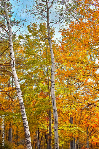 色づく秋の林