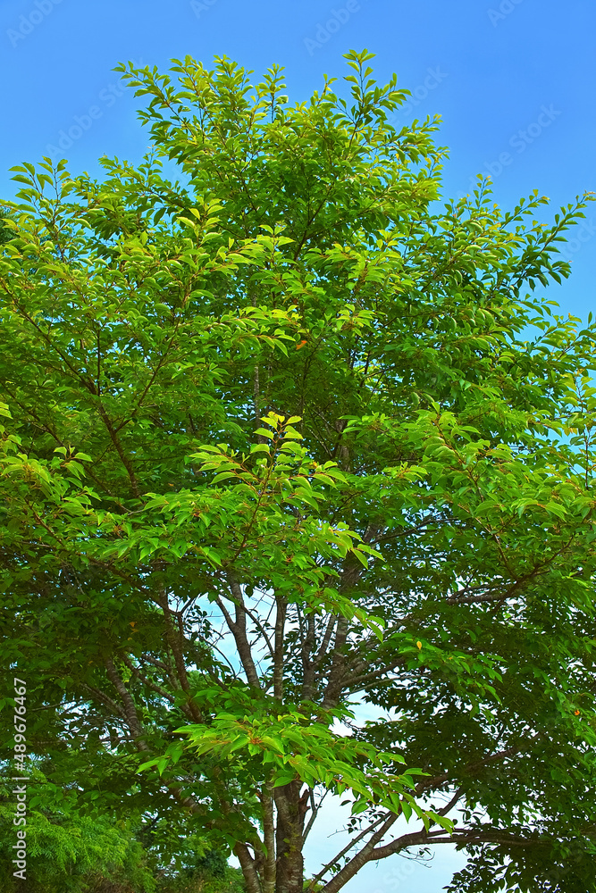 Fototapeta premium 新緑の木と青空