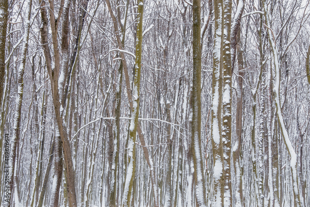 Winter forest . There is snow on the tree trunks (background, landscape)