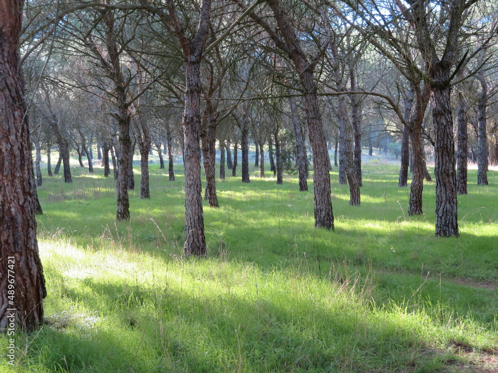 delicious walk through the forest trees grass shade tranquility