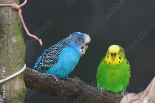 仲のいいカラフルなセキセイインコのカップル
