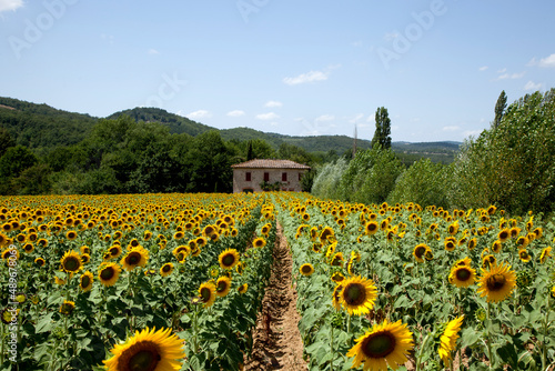 campo di girasoli photo