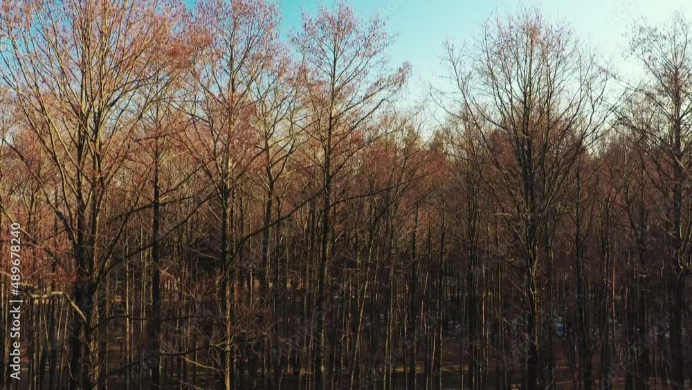 Aerial View Of Deciduous Trees Without Foliage Leaves And Green Pine Forest In Landscape At Early Spring. View From High Attitude. European Woods. Drone View Aerial View Of Deciduous Trees Without Foliage Leaves And Green Pine Forest In Landscape At Early Spring. View From High Attitude. European Woods. Drone View
