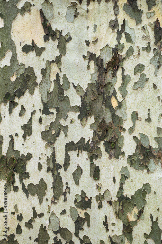 Plane tree's bark peels off. A bark of a platanus with different colors of brown, grey and beige Plane tree's bark peels off. A bark of a platanus with different colors of brown, grey and beige