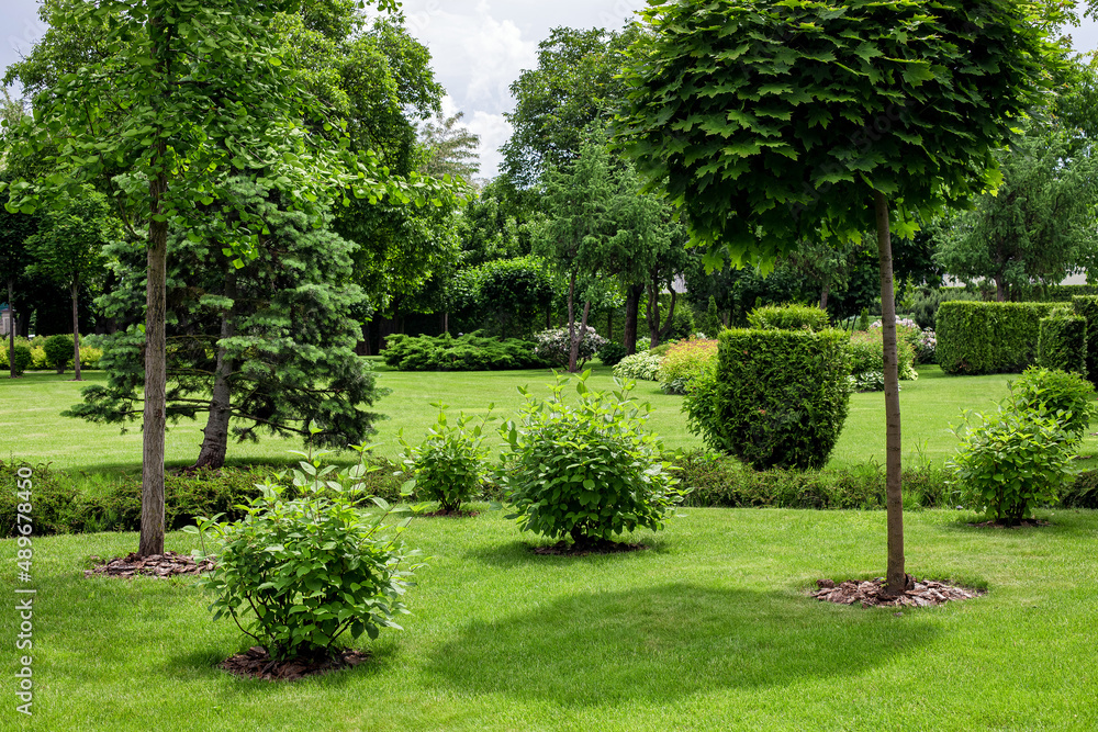 Obraz premium city park with garden landscape with trees and bushes with mulch on a lawn with green turf grass on a sunny day of great weather, nobody.
