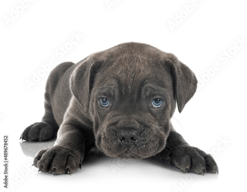 puppy cane corso