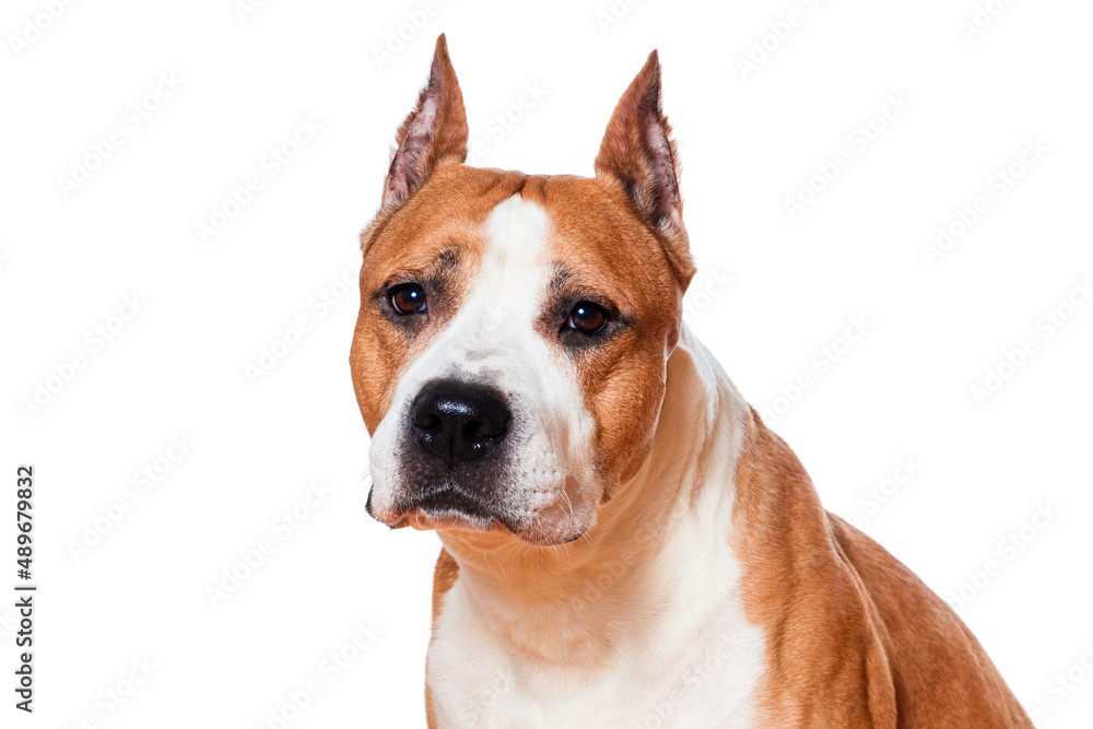 dog breed american staffordshire terrier isolated on white background