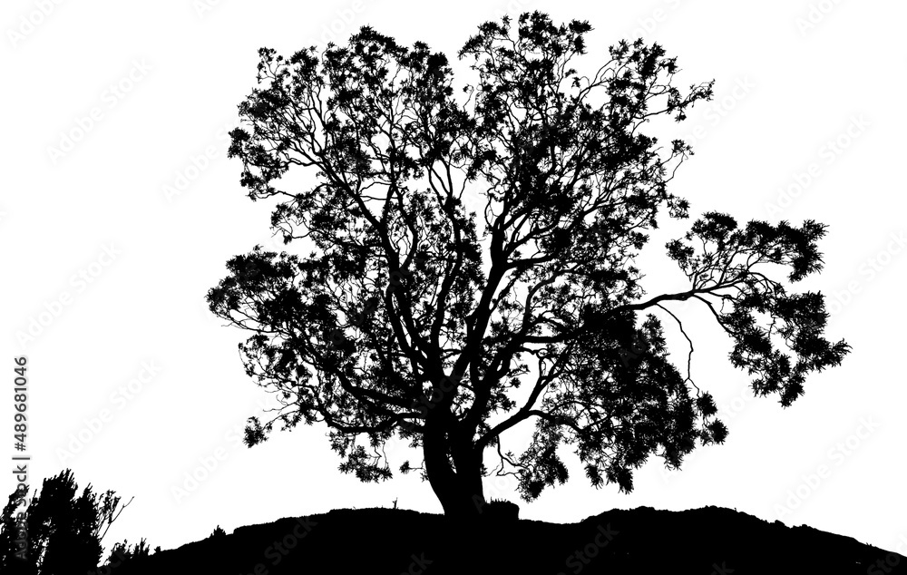 Fototapeta premium silhouette d’arbre, fond blanc