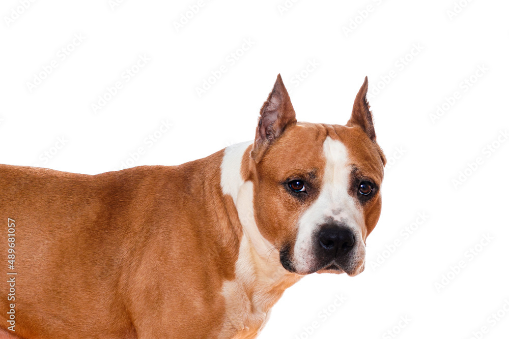 dog fighting breed staffordshire terrier brown color isolated on white background