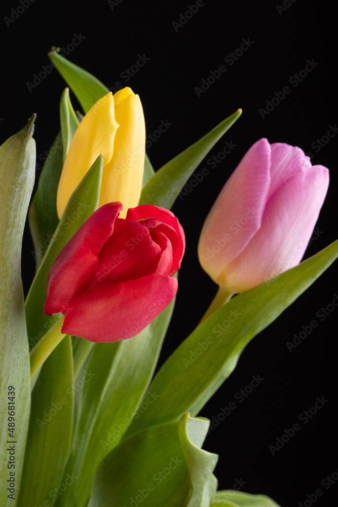 Yellow ,red and pink tulips isolated over a black background Yellow ,red and pink tulips isolated over a black background