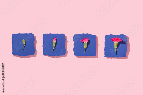 Spring creative layout with bright pink flowers on navy blue torn paper and pastel pink background. 80s, 90s retro romantic aesthetic summer concept. Stages of flower development.