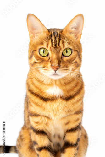 Portrait on a white background of a Bengal cat with a gaze.