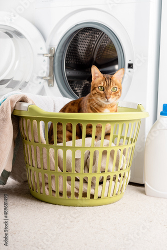 Fotografie The cat is a little helper in the laundry next to the washing machine and dirty clothes