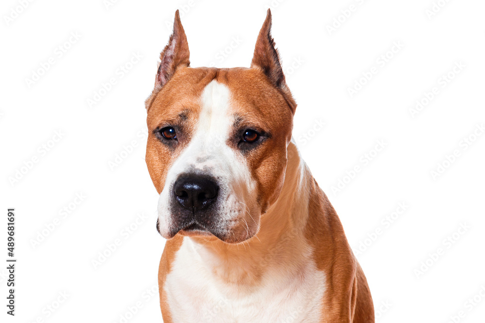 dog fighting breed american staffordshire terrier brown color isolated on white background