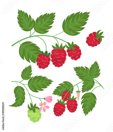 Raspberry plant twig. Sprig of raspberries set with berry and leafs. Elements constructor for design congratulations, invitations, cards, banners. Isolated on white background vector illustration.