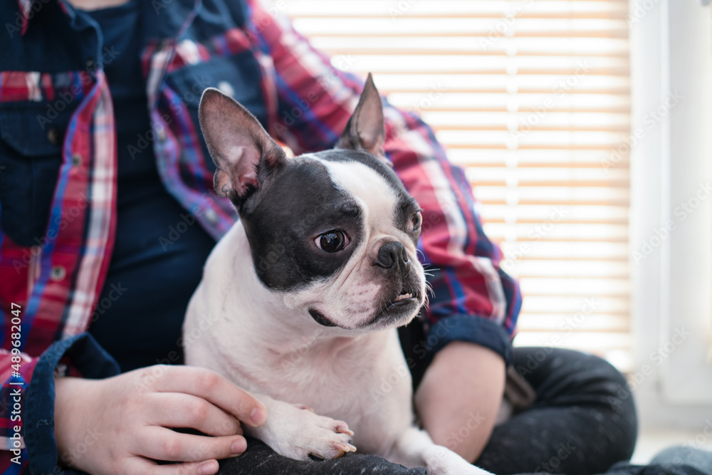The boy holds his pet dog of the Boston Terrier breed in his arms with love at home. Dog care