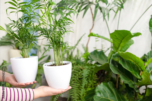 House plants in a stylish interior of a room at home in pots. The concept of home gardening. Cozy decor for a home with a home jungle. Green garden