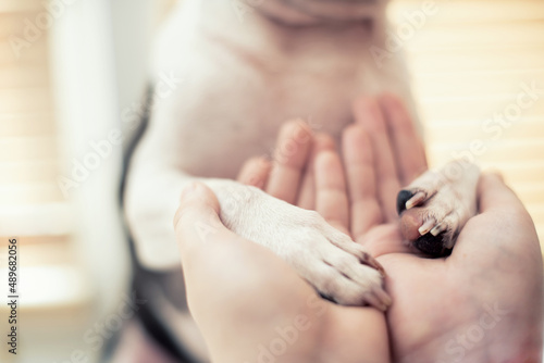 The boy lovingly holds in his hands the paws of his pet and friend, a Boston Terrier dog at home. Dog care