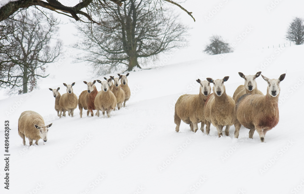 a flock of sheep in a snowy landscape looking towards the camera a flock of sheep in a snowy landscape looking towards the camera