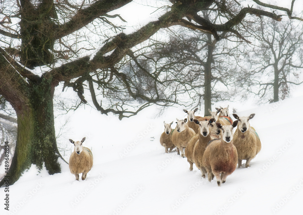flock of sheep in the snow flock of sheep in the snow