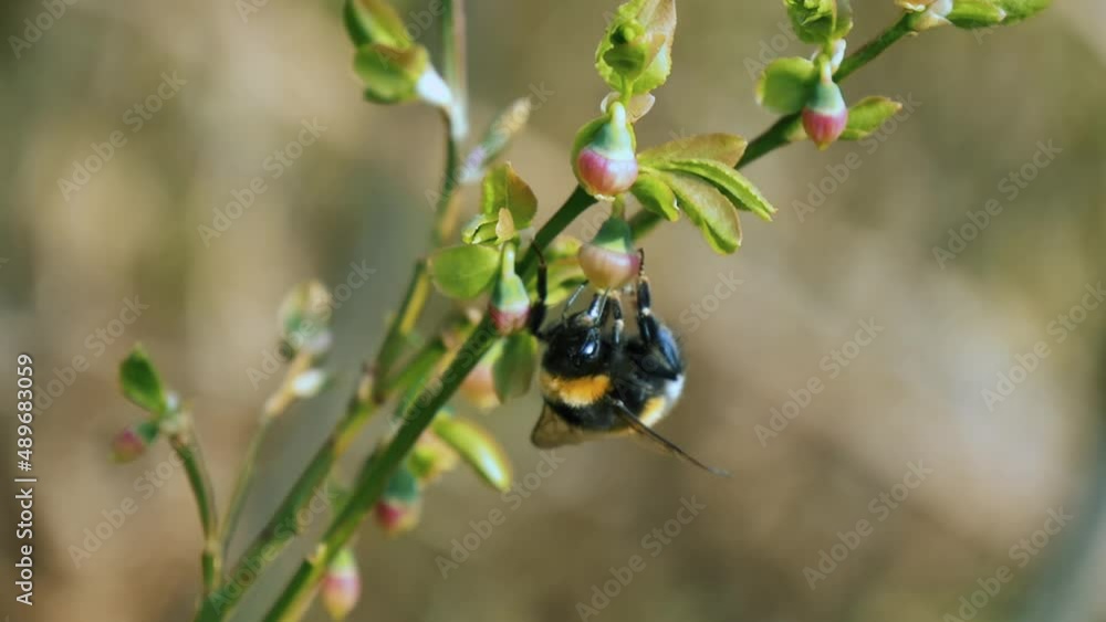 Close up view of honey bee fertilizing plant Close up view of honey bee fertilizing plant