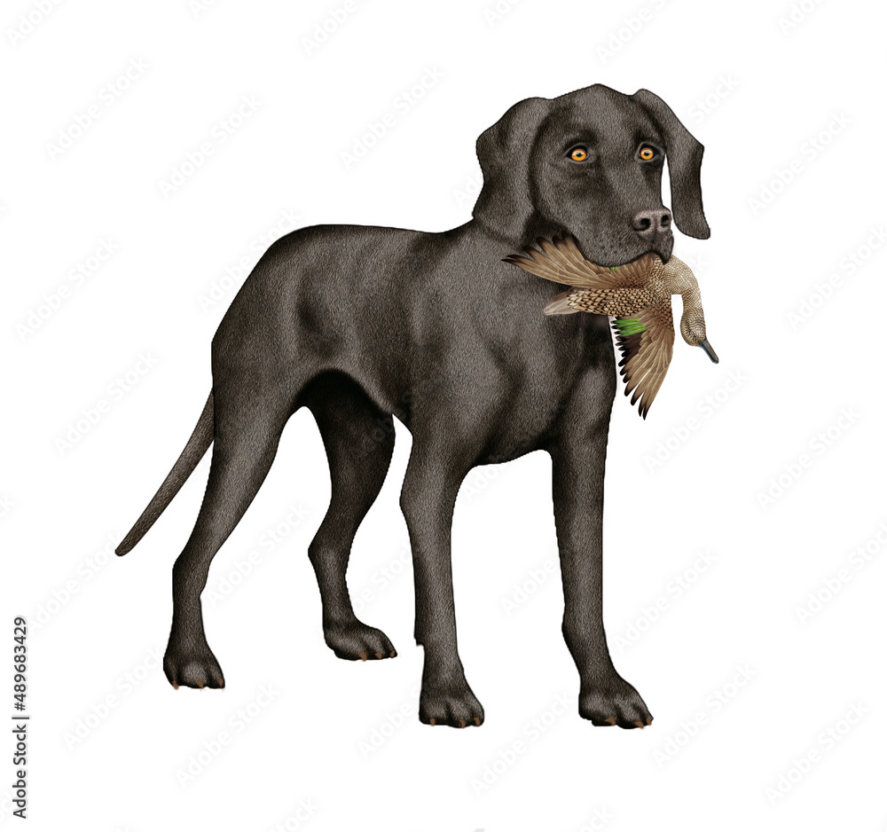 Fototapeta premium chien, animal de compagnie, braque de weimar, noir, gibier, sarcelle , mal, femelle, à poil court, animal, brun, chiot, canidé, isolé, braque, joli, race, blanc, portrait, mammifère, chien de rapport