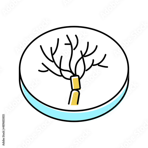 penicillium mold fungi color icon vector illustration