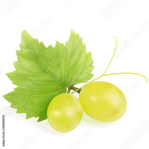 Grapes Vector illustration. Grapes leaf