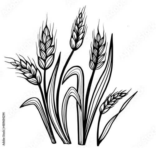 Horizontal seamless border with hand drawn ears of wheat in sketch vector illustration, . Ears of wheat for decoration, package design. 