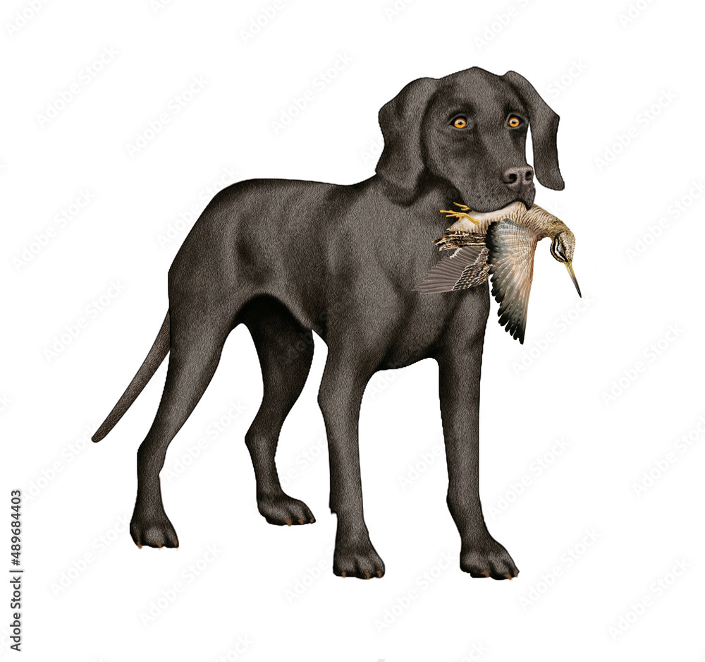 Fototapeta premium chien, animal de compagnie, braque de weimar, noir, gibier, bécasse des marais , mal, femelle, à poil court, animal, brun, chiot, canidé, isolé, braque, joli, race, blanc, portrait, mammifère, chien