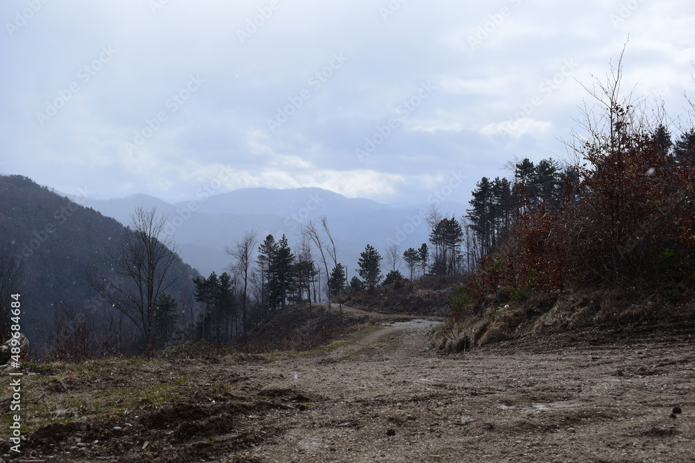 Wald nach Kahlschlag durch hohen Holzpreis Wald nach Kahlschlag durch hohen Holzpreis