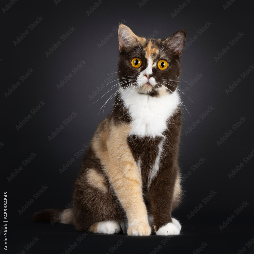 Pretty choc tortie British Shorthair cat, sitting up facing front. Looking towards camera with amazing orange eyes. Isolated on a black background.