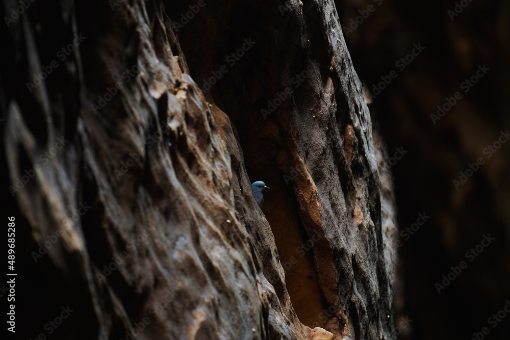 The dove from inside the caves in NEOM, Saudi Arabia The dove from inside the caves in NEOM, Saudi Arabia