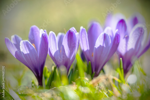 close up view of purple blooming crocus