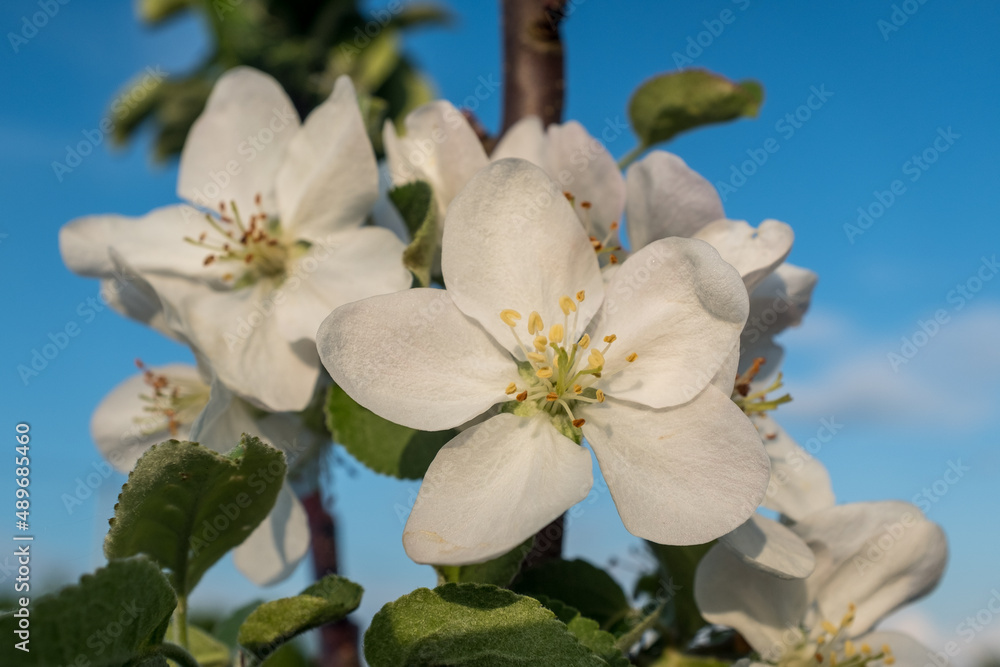 Beautiful blooming flowers of a apple tree with blue sky. Macro photo, flowers of apple. Apple Trees have pretty flowers in the spring for post, wallpaper, postcard, poster, banner, cover, website Beautiful blooming flowers of a apple tree with blue sky. Macro photo, flowers of apple. Apple Trees have pretty flowers in the spring for post, wallpaper, postcard, poster, banner, cover, website