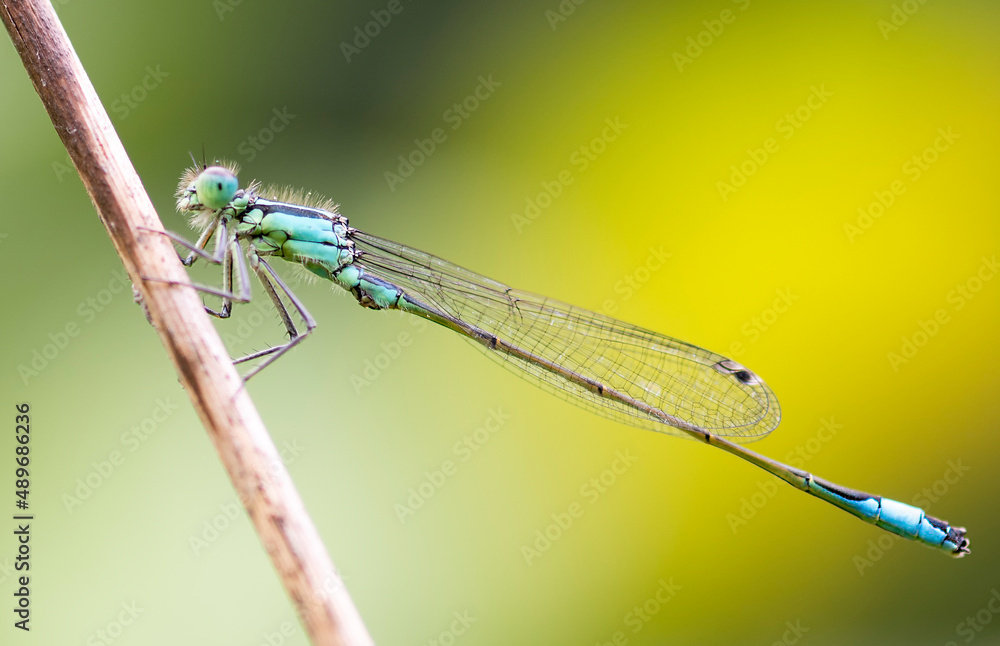 close up view of a damselfly in natural environment close up view of a damselfly in natural environment