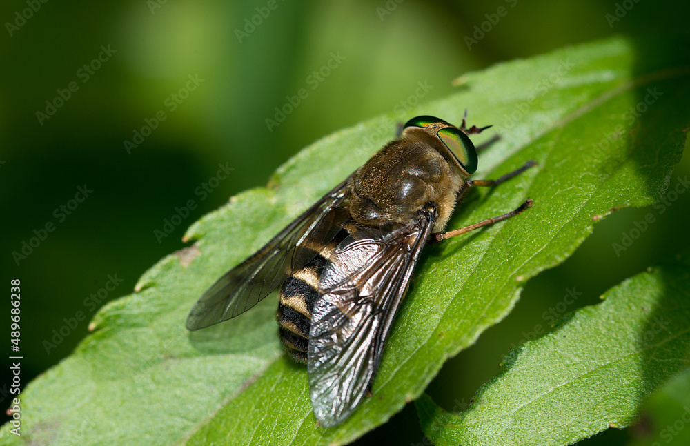 dark giant horsefly - Tabanus sudeticus
