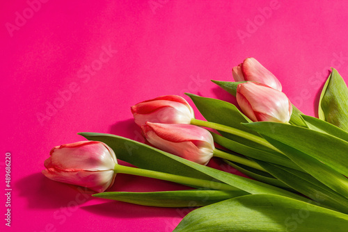 Fresh flower composition, a bouquet of pink tulips, isolated on a magenta background