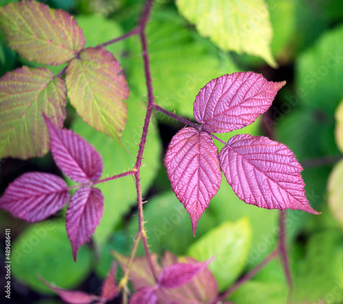 green and purple leaves of a blackberry - Rubus fruticosus. colorfull foliage