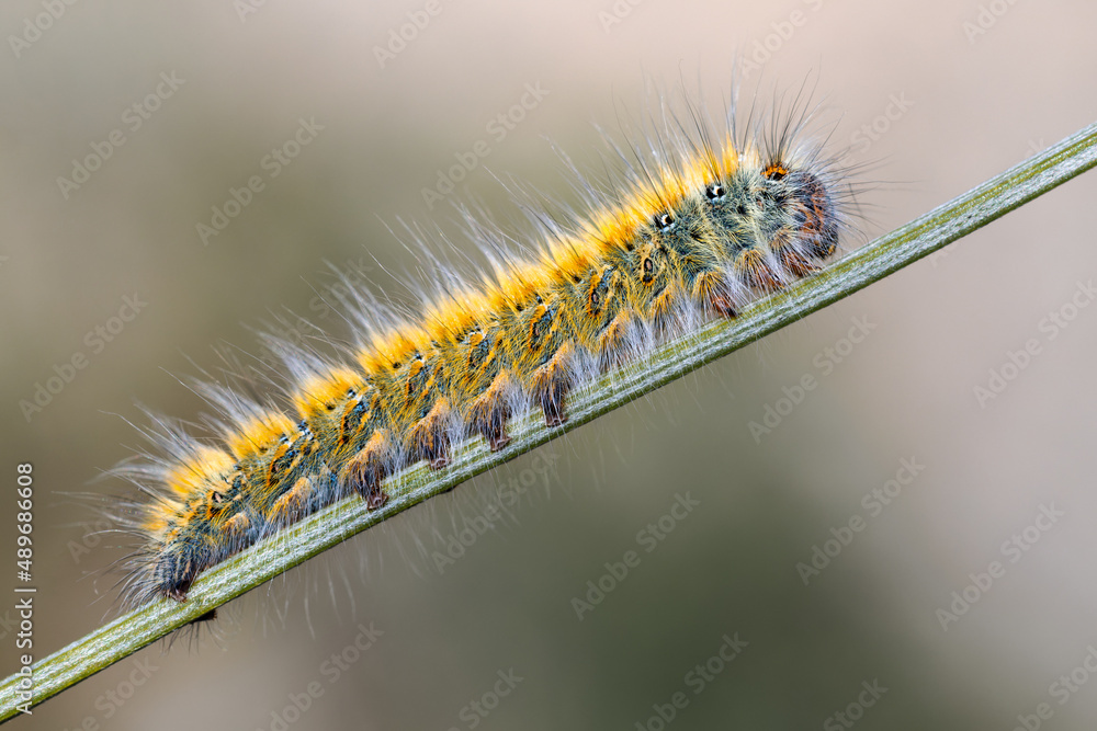 Fototapeta premium Caterpillar in its natural environment.